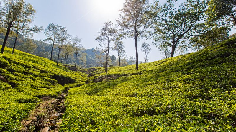 Tea plantation in Sri Lanka