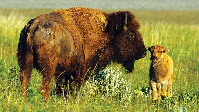 Two bisons.