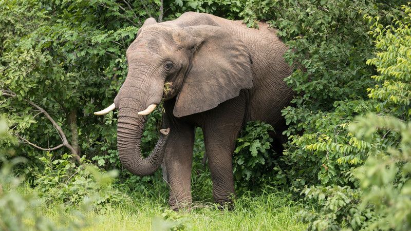 An elephant in Zimbabwe