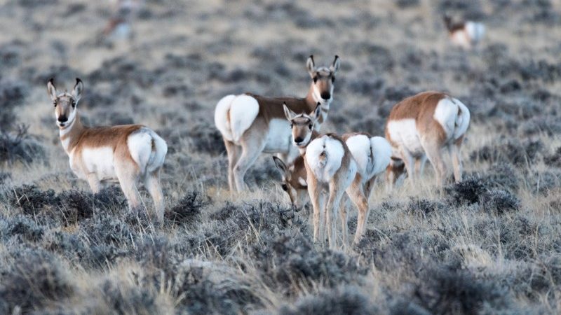 Pronghorn antelopes in Yellowstone