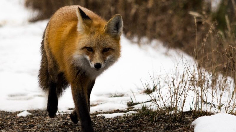 A red fox in Yellowstone National Park