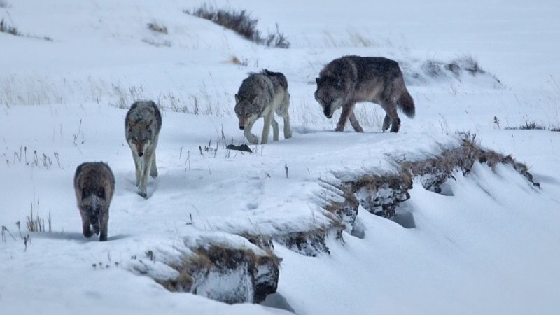 A pack of wolves walking through the snow
