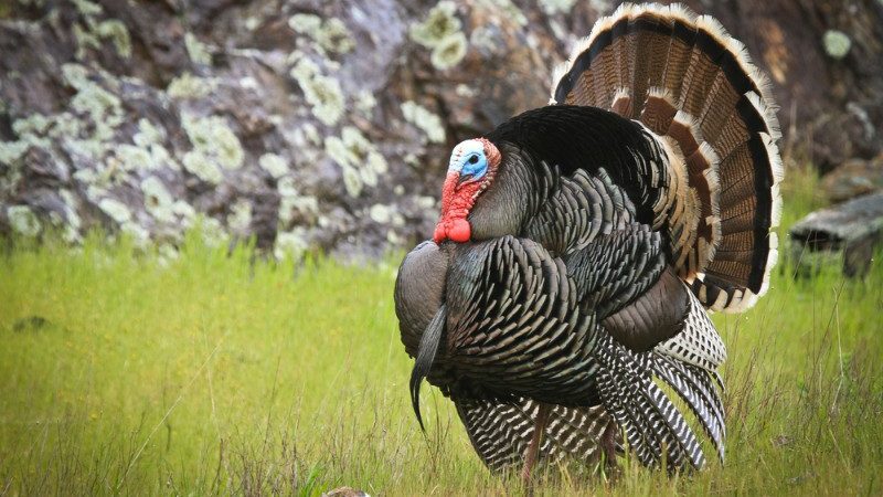 A Wild Turkey