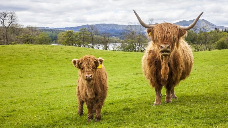 Highland cows.