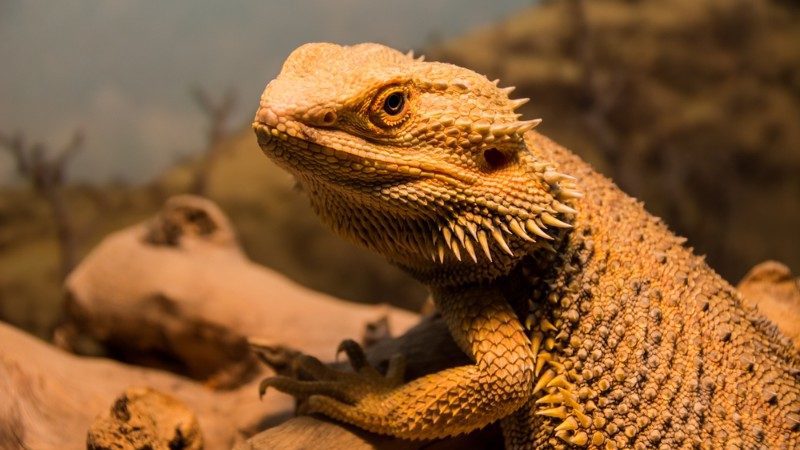 Bearded dragon