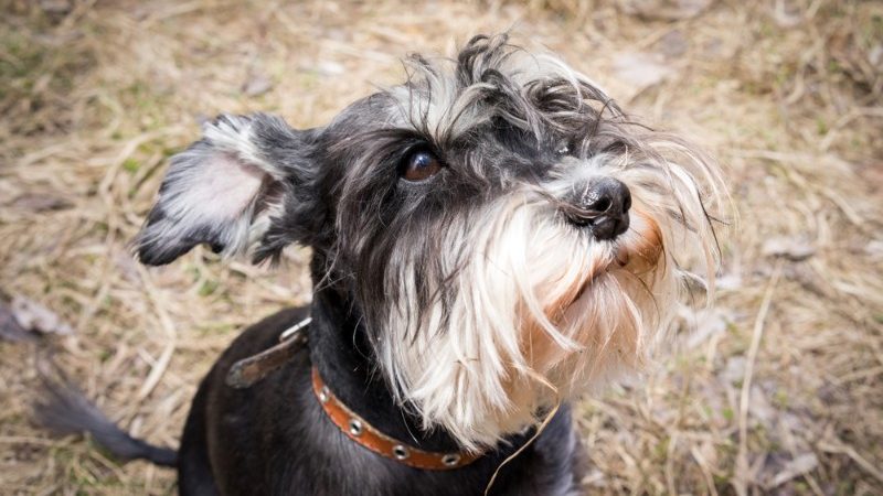Schnauzer dog.