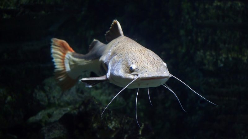 A catfish.