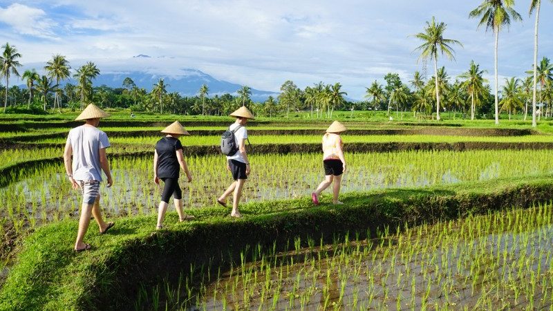People walking through rice paddies