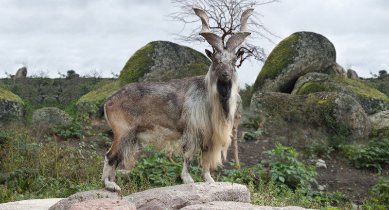 A Turkmenian markhor