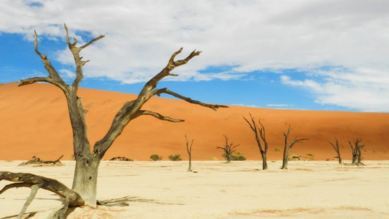 Skeletal trees in Namibia