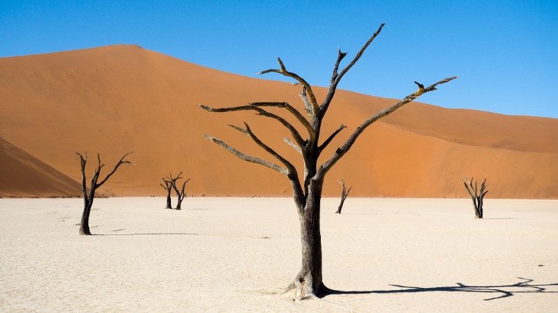 Skeleton trees in Namibia