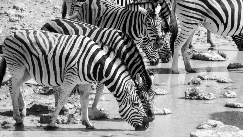 Zebras drinking.