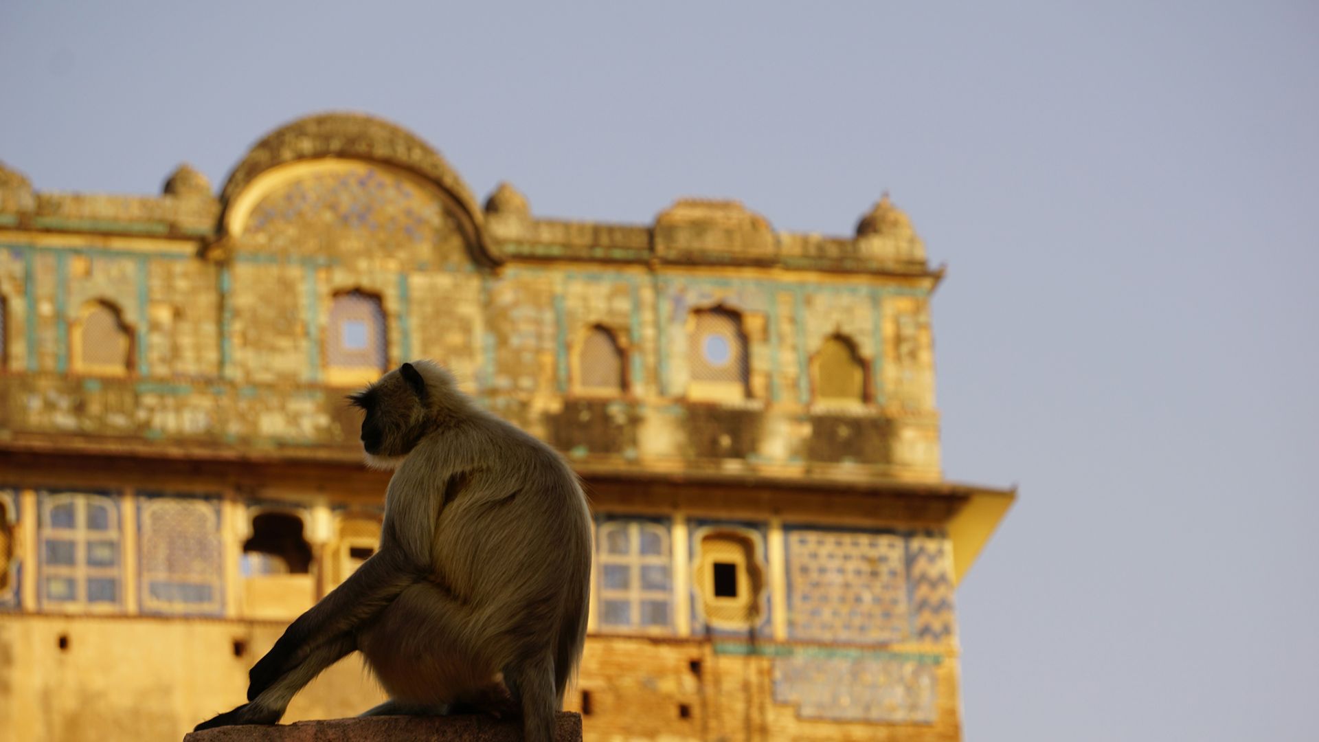 A gray langur monkey in Orchha, Madhya Pradesh, India.