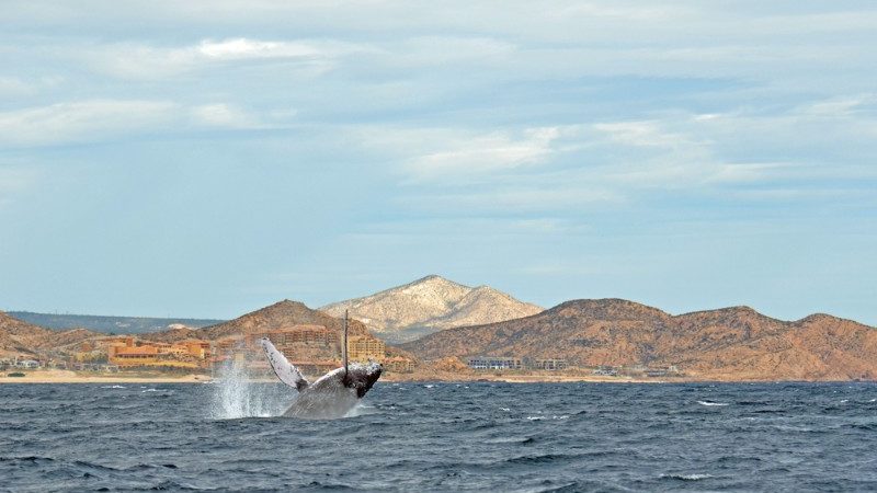 Whale breaching in Baja