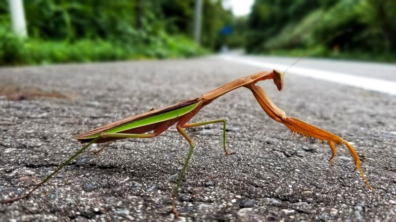 A praying mantis in Japan