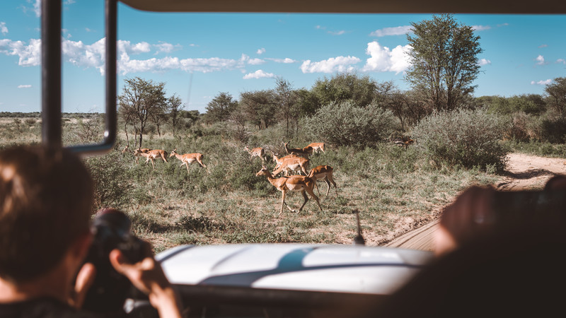 A safari in Botswana