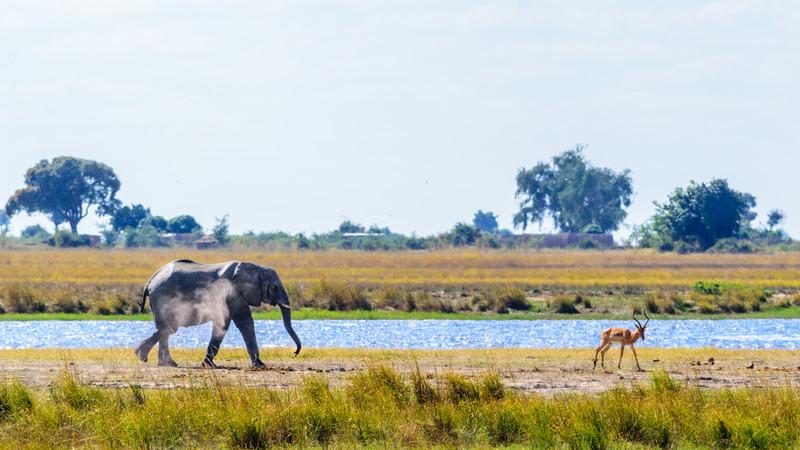 An elephant and a gazelle in Chobe, Botswana