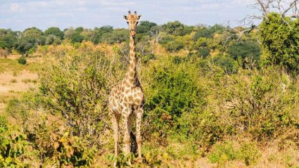 best safari companies in botswana