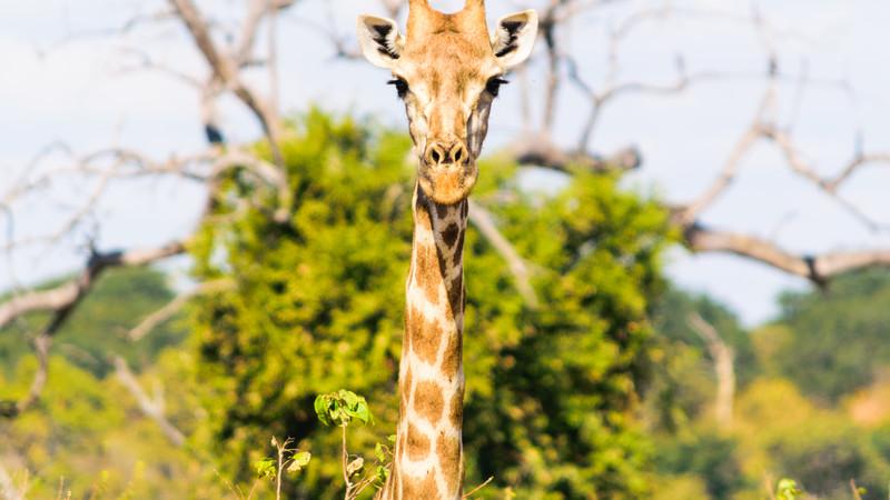 A giraffe in Botswana looking at the camera