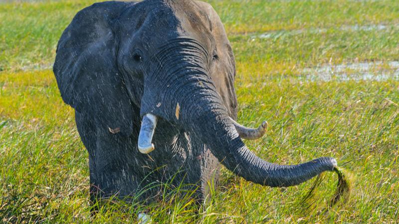 An elephant eating grass.