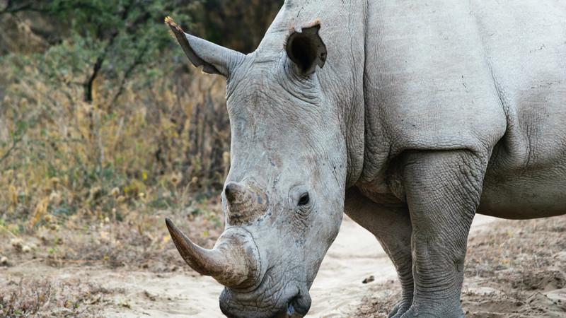 A rhino on the road in Khama Sanctuary