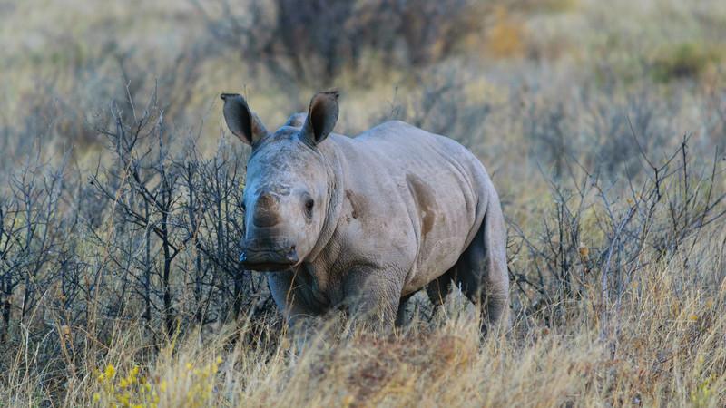 A rhinoceros in the scrub