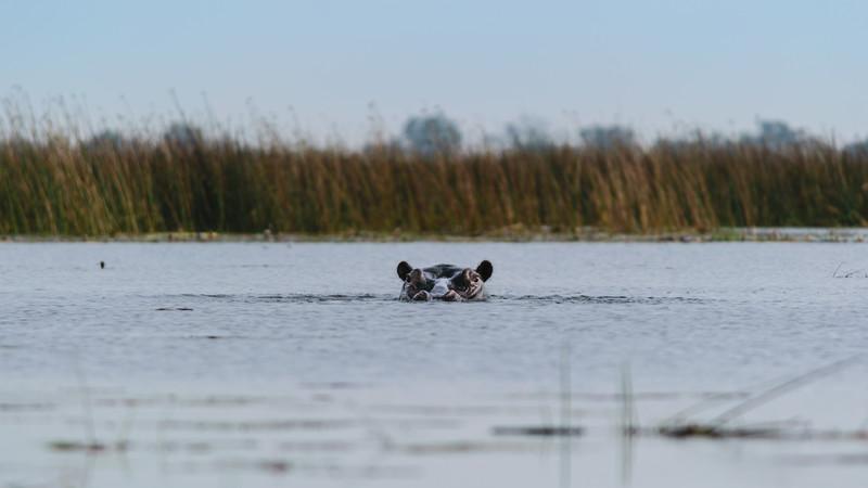 A hippo peers out of the water