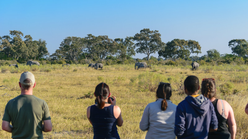 People watching elephants walking in Botswana