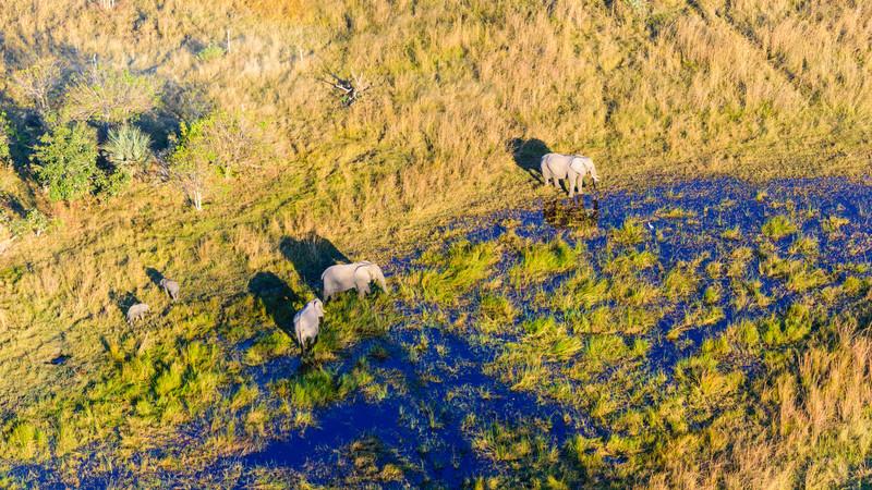 A birds-eye-view of elephants in Botswana