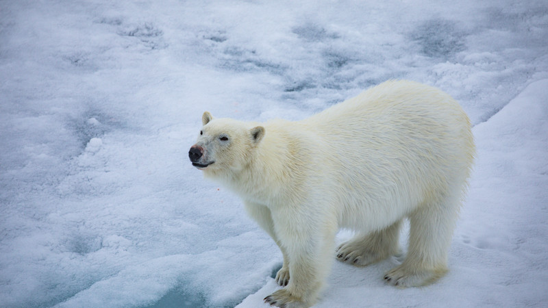 A polar bear in the Arctic