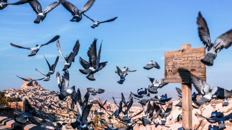 Hundreds of pigeons flying in Cappadocia