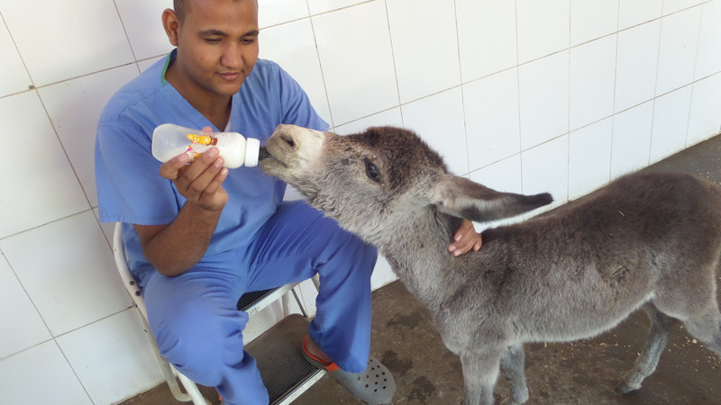 A man feeding a baby donkey