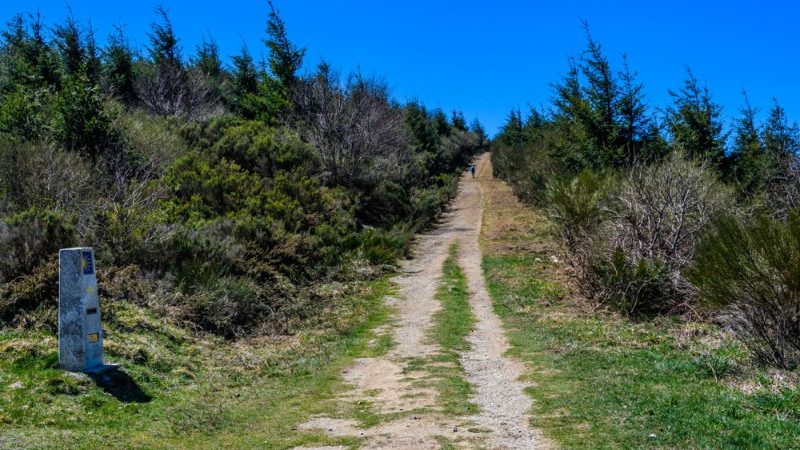 Footpath in the forest, Spain