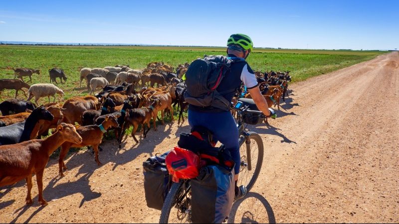 A flock of goats alongside a cyclist on the Camino trail in Spain