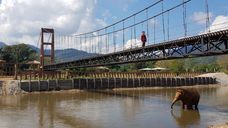 An elephant in the river under a bridge