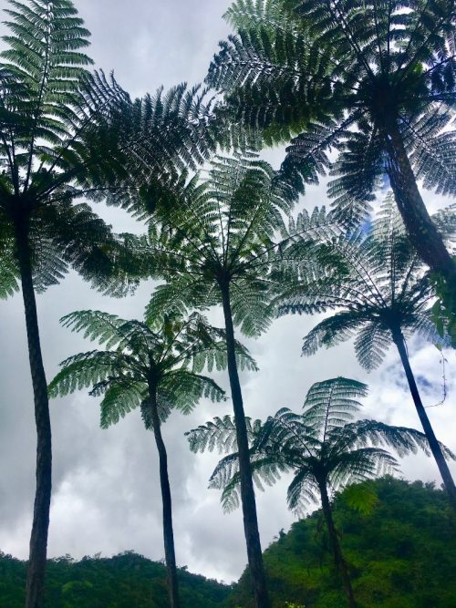 Towering tree ferns