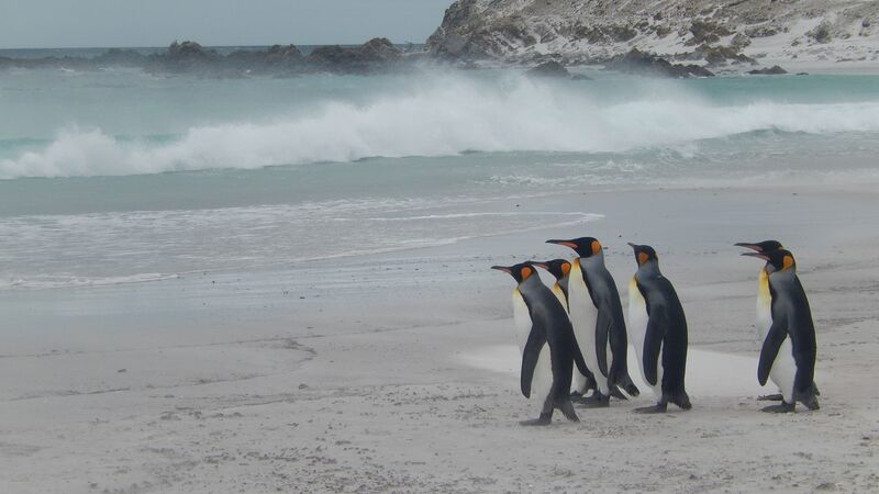 Penguins on a beach in the Falkland Islands