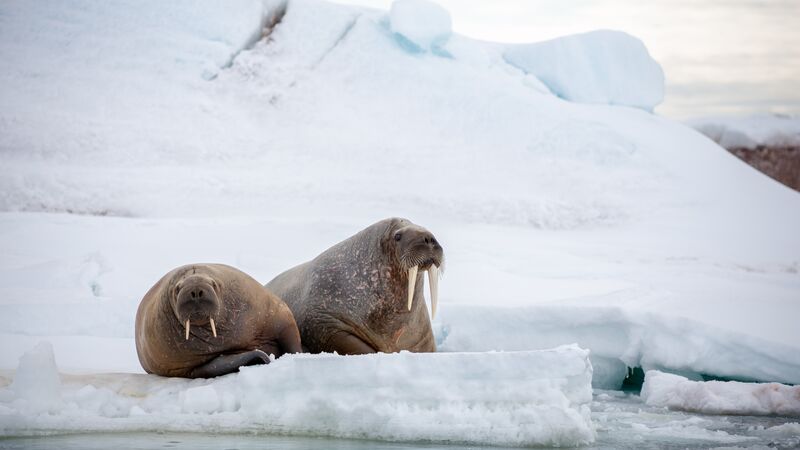 A pair of walrus on the ice