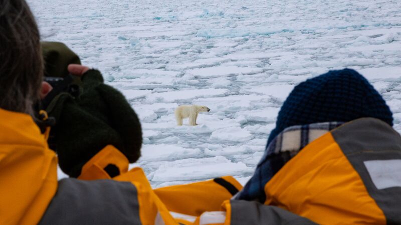 People watching a polar bear on the ice