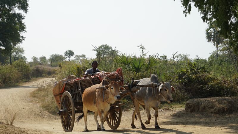 Two oxen pulling a cart laden with goods