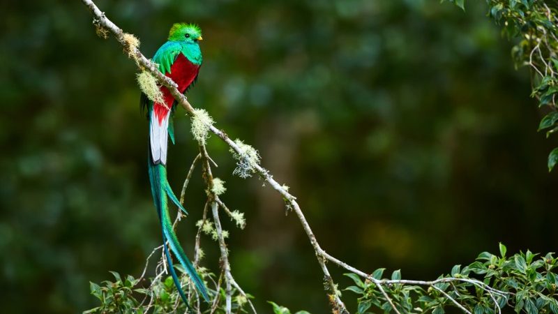 A beautiful green quetzal bird in Guatemala