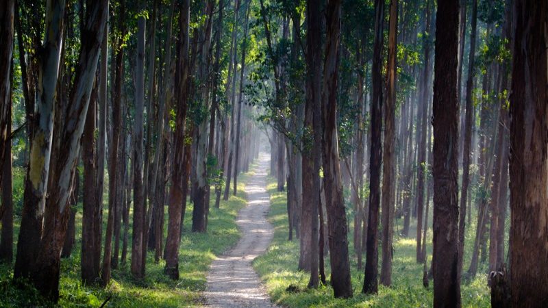 A quiet road through a forest in India