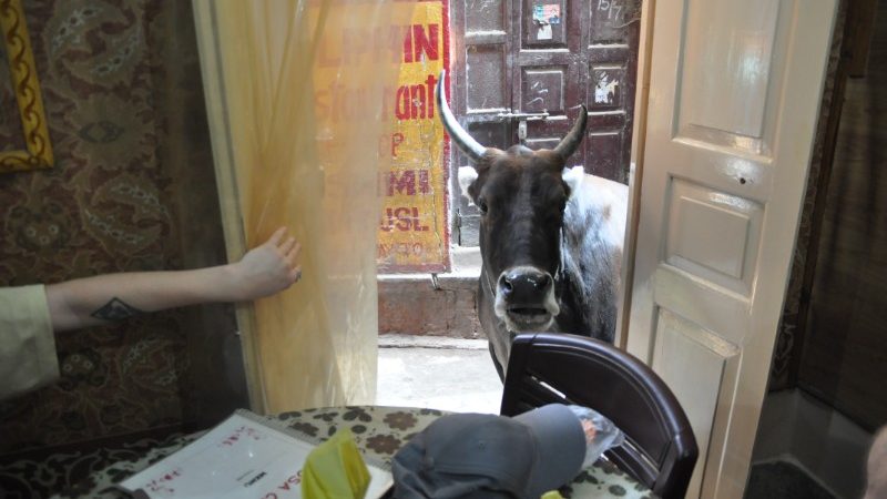 A cow standing in the window of a restaurant