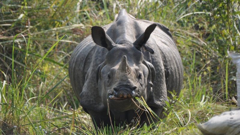 A rhino in Chitwan National Park