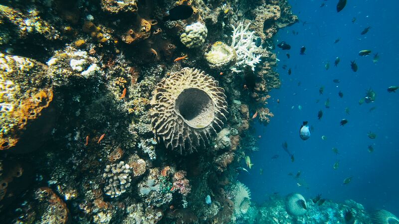 Coral in Amed, Bali. 