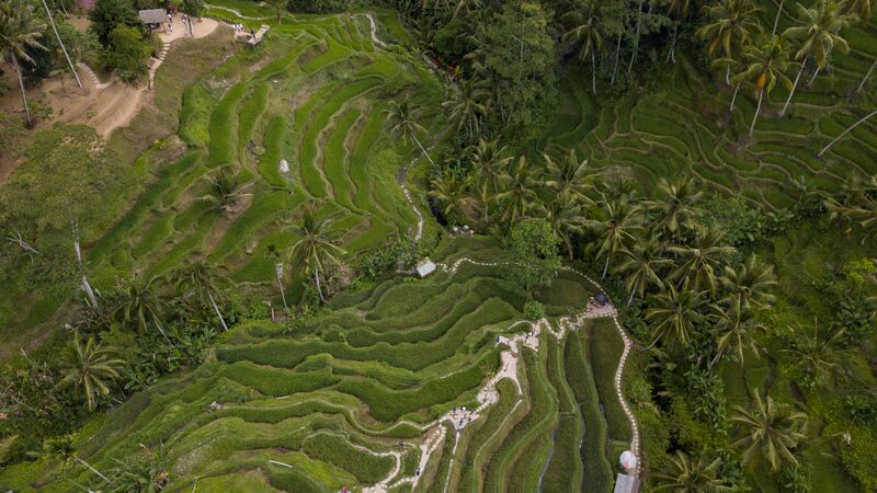 Aerial shot of Bali's beautiful rice terraces.