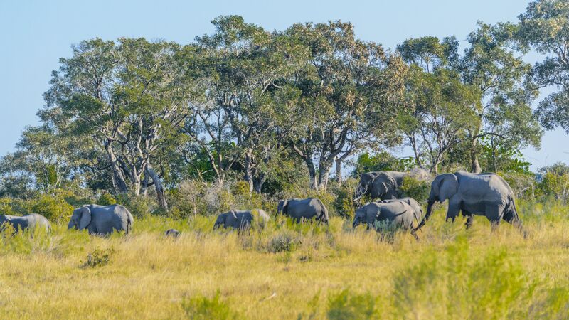 Elephants in a field in Botswana