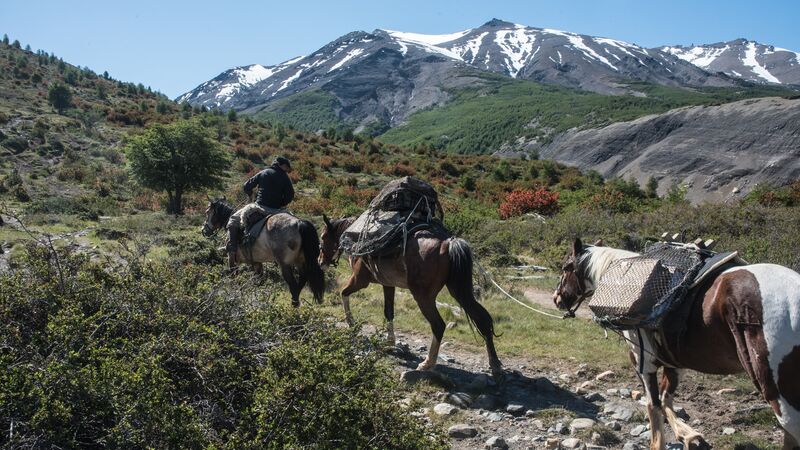 Three horses walk along a bush trail