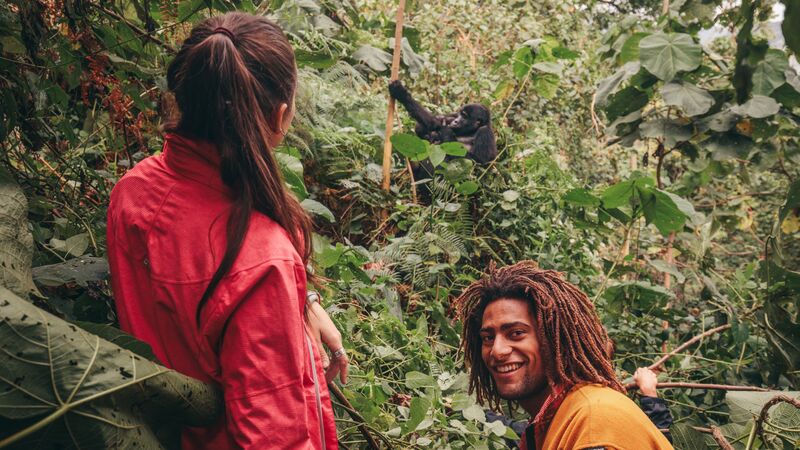 Two hikers watch a gorilla in Uganda.