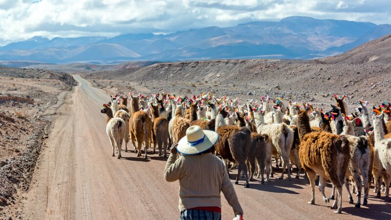 A farmer herding llamas in San Pedro de Atacama